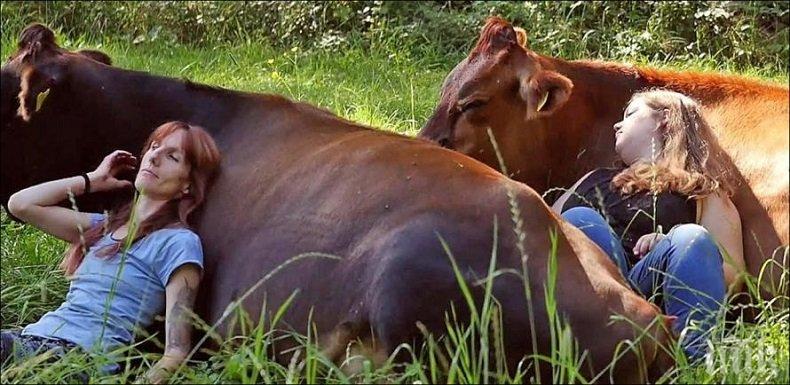 Куриоз! ЧСИ продава крави на търг 