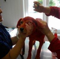 Разкриха кой боядиса кученцето Реди в червено