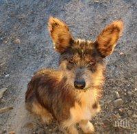 Пожарникари спасиха куче, паднало в шахта