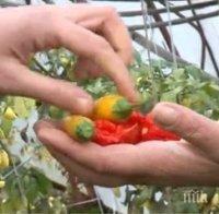 РАТАИ! Една трета от работниците във фермите в Северна Ирландия са българи