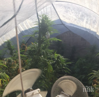 Спипаха трима с наркооранжерии в селски къщи