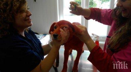 разкриха боядиса кученцето реди червено