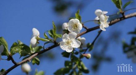 задава сурова зима череша цъфна ардино снимки