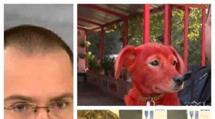 джамбазки изригна боядисаното кученце мълчат кресливите грантаджиии зелените еуглениде гиди клети двулични негодници