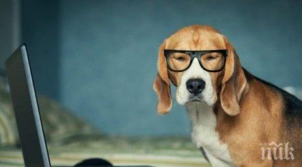 тайландски фирми позволяват служителите ходят работа кучетата