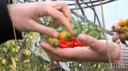 ратаи една трета работниците фермите северна ирландия българи