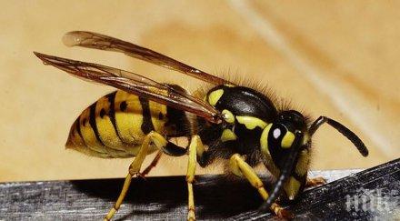 ужас бургаско училище ято оси нападна дете