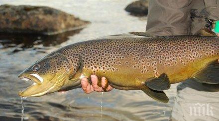 забраниха риболова пъстърва