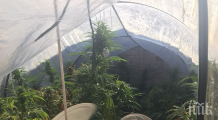 спипаха трима наркооранжерии селски къщи