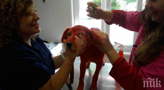 Разкриха кой боядиса кученцето Реди в червено