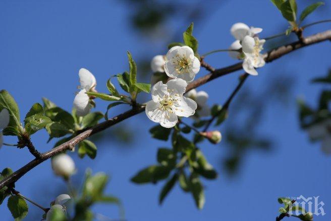 Задава ли се сурова зима? Череша цъфна в Ардино (СНИМКИ)
