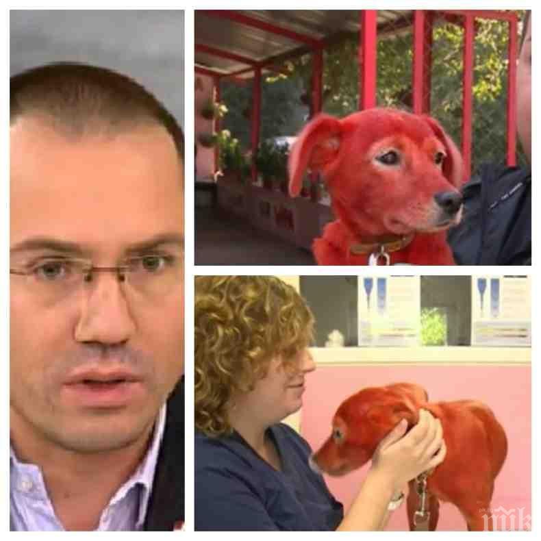 Джамбазки изригна за боядисаното кученце: Защо мълчат кресливите грантаджиии и зелените еуглени...Де, гиди, клети двулични негодници! 