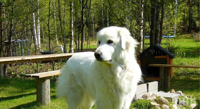 В Тайланд разрешиха да се ходи с куче на работа