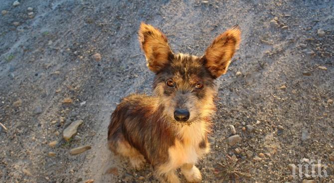 Пожарникари спасиха куче, паднало в шахта
