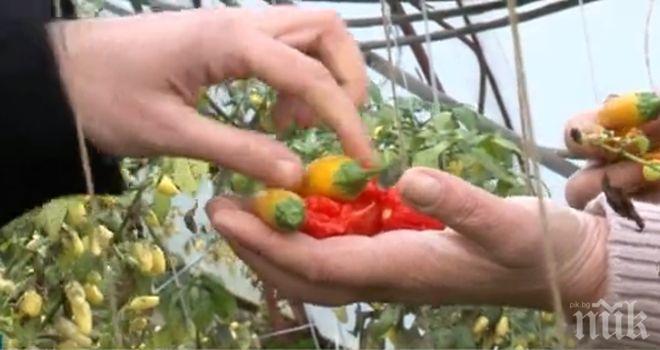 РАТАИ! Една трета от работниците във фермите в Северна Ирландия са българи