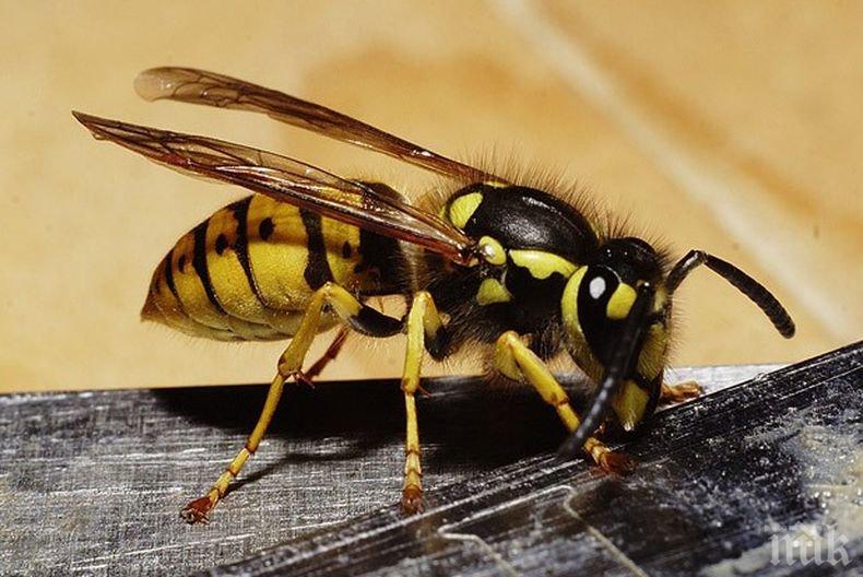 Ужас в бургаско училище, ято оси нападна дете 