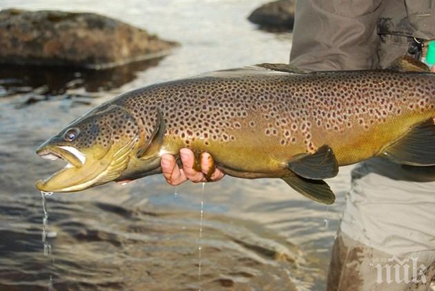 Забраниха риболова на пъстърва