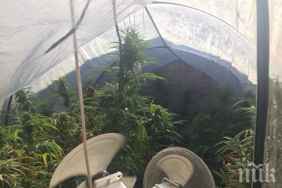 Спипаха трима с наркооранжерии в селски къщи