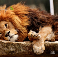 Умря лъвът в плевенския зоопарк