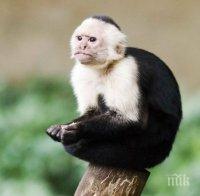 УНИКАЛНО! Маймуна подкара автобус в Индия (ВИДЕО)