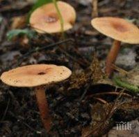 Животът на Земята не би бил възможен без гъбите