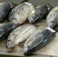 Продадоха на търг 162-килограмова риба тон за 37 000 долара