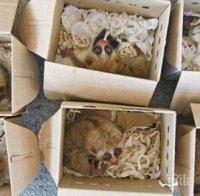 Арестуваха търговец на препарирани животни