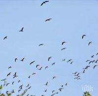 КАТО ВЪВ ФИЛМ НА УЖАСИТЕ! Пияни птици нападат хора и коли