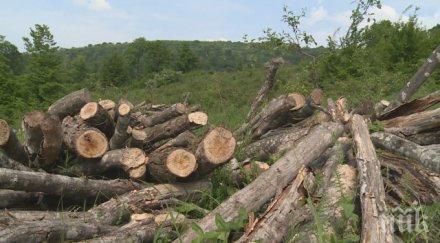 затягат контрола незаконната сеч