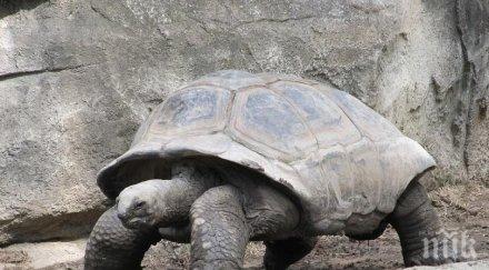 посегателство откраднаха 123 бебета костенурки галапагоските острови