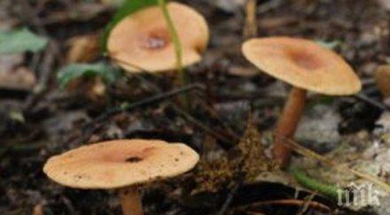 гъбите помагат образуването дъждовни облаци