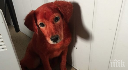 боядисаното кученце реди вече стопанка