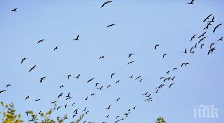 филм ужасите пияни птици нападат хора коли