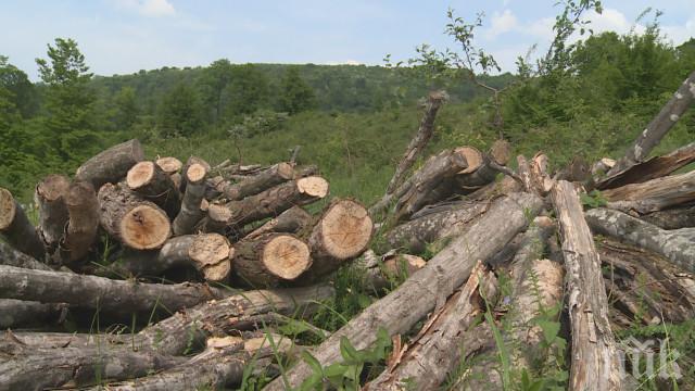 Затягат контрола срещу незаконната сеч