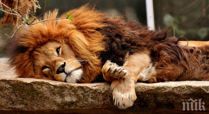 Умря лъвът в плевенския зоопарк