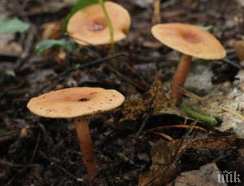 Животът на Земята не би бил възможен без гъбите