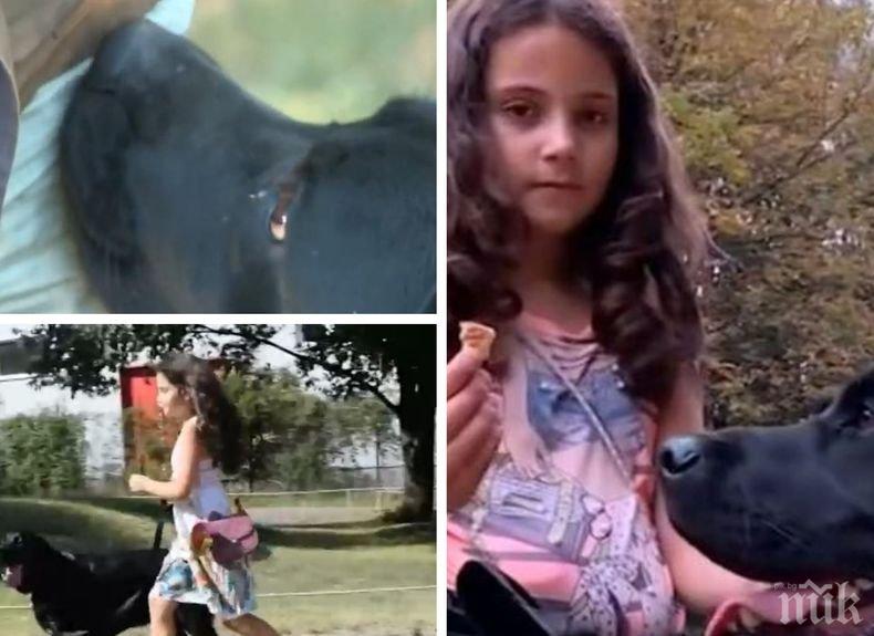 Ценна помощ! Обучават кучета да предусещат хипогликемични кризи