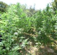 РЕЗИЛ! Хванаха в крачка селски кмет и общинар от ДПС - жънат заедно канабис