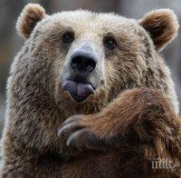 Освирепяла мечка нападна и уби войник в Аляска