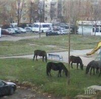 Граждани пасат коне и крави в градски паркове