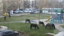 Граждани пасат коне и крави в градски паркове