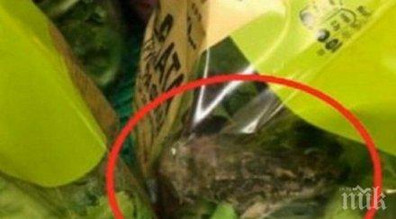 жива жаба изскочи опакована салата