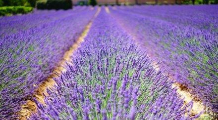 силистренско лудна лавандулата