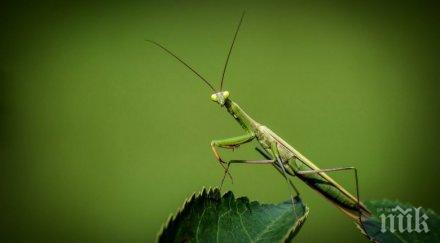 учените смаяни намериха нов вид богомолка ловуваща риба снимки