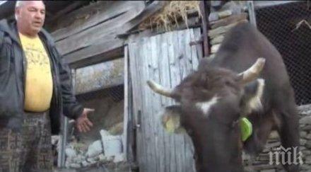 кравата пенка става майка собственикът съди бабх