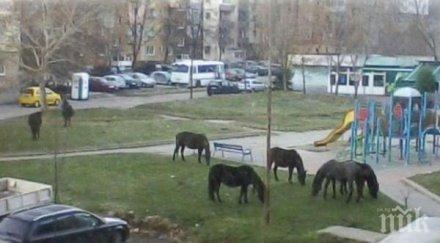 граждани пасат коне крави градски паркове