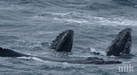 откриха огромни подводни вулкани тасмания