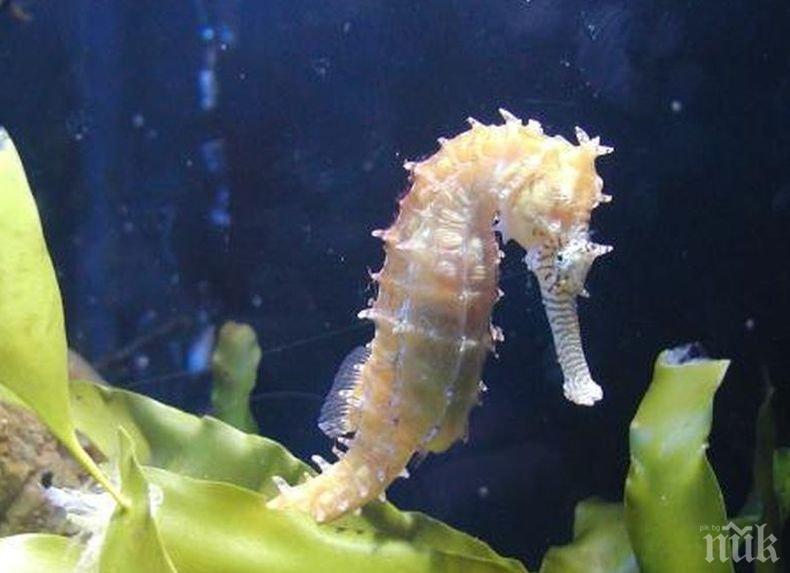 Екокатастрофа! Лодките за разходка във Великобритания водят до унищожаване на...