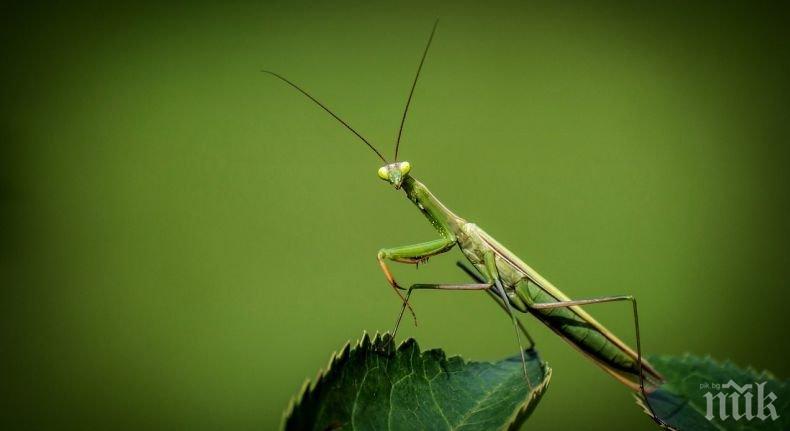 УЧЕНИТЕ СА СМАЯНИ! Намериха нов вид богомолка, ловуваща риба (СНИМКИ)