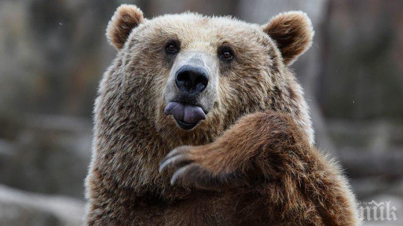 Уникален конкурс: Аляска си избира най-дебелата мечка
